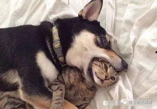 巨猫官方最新爆料英剧猫,英剧猫背后的神秘故事