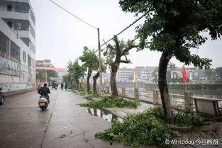 湖西路最新爆料,揭秘神秘项目背后的惊人真相